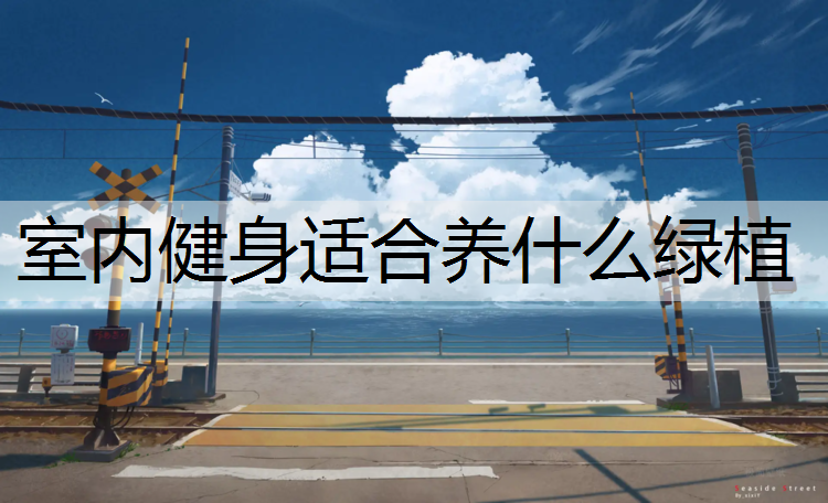 室内健身适合养什么绿植